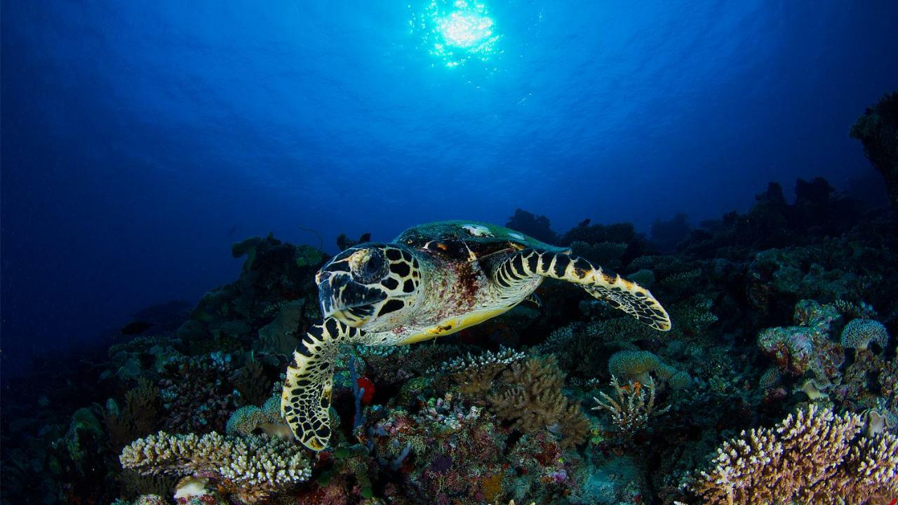 Vakkaru Maldives - 30 Percent Off On Seaplane Transfers For Stays Until 19 Dec 2025 Туладу Экстерьер фото